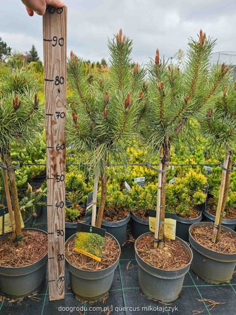 Sosna kosodrzewina (Pinus mugo) 'Varella' 40 CM STEM C5/P23 SZCZEPIONA