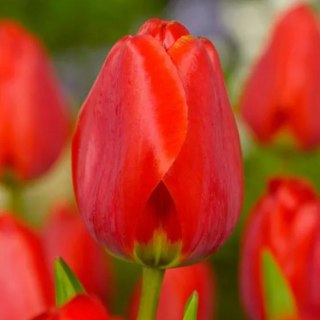 TULIPAN CZERWONY APELDOORN DARWINA HOLENDERSKI TULIP XL 20SZT