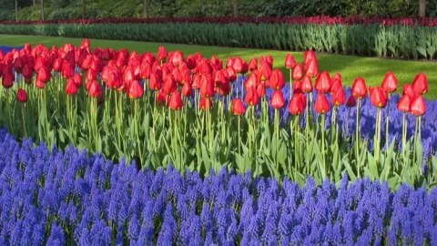 TULIPAN CZERWONY APELDOORN DARWINA HOLENDERSKI TULIP XL 50SZT