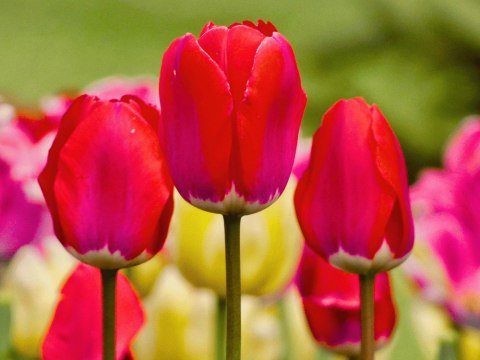 TULIPAN CZERWONY APELDOORN DARWINA HOLENDERSKI TULIP XL 50SZT