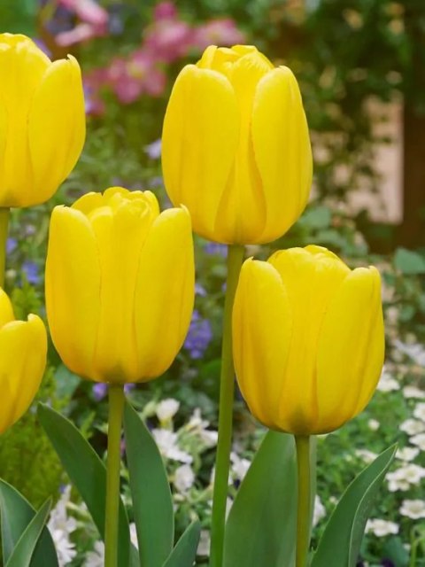 TULIPAN ZŁOTY GOLDEN APELDOORN DARWINA HYBRYDOWY HOLENDERSKI 5SZT 10/11