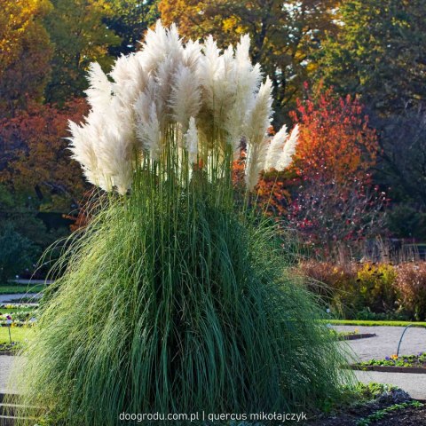 Trawa Kortaderia pampasowa (Cortaderia selloana) 'Pumila' C1 60-80CM