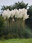 Trawa Kortaderia pampasowa (Cortaderia selloana) 'Pumila' C1 60-80CM