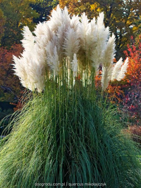 Trawa Kortaderia pampasowa (Cortaderia selloana) 'Pumila' C1 60-80CM