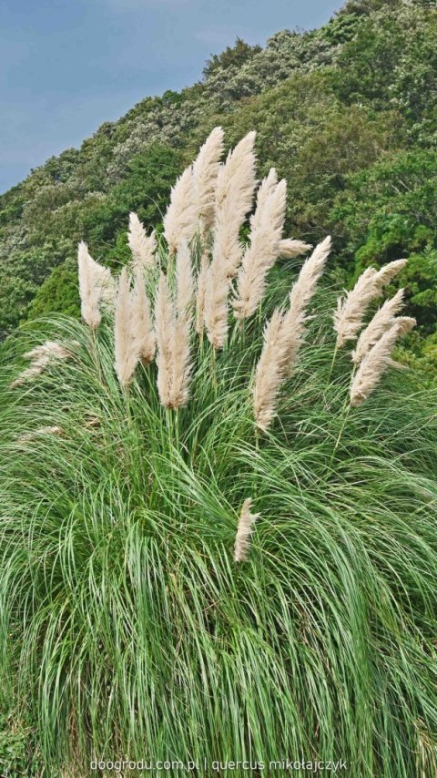 Trawa Kortaderia pampasowa (Cortaderia selloana) 'Pumila' C1 60-80CM