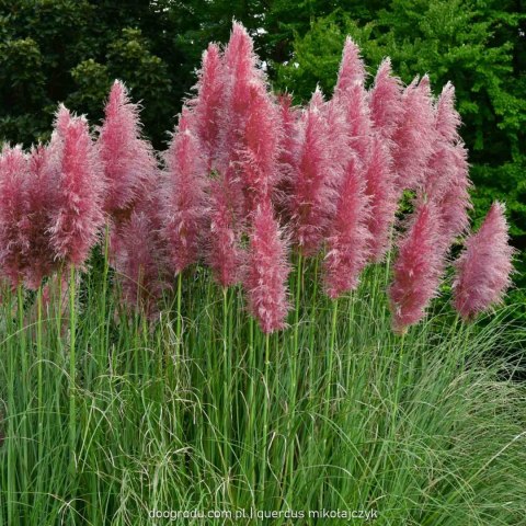 Trawa Kortaderia pampasowa (Cortaderia selloana) 'Rosea' C1 60-80CM