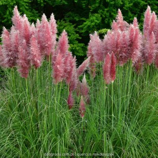 Trawa Kortaderia pampasowa (Cortaderia selloana) 'Rosea' C1 60-80CM