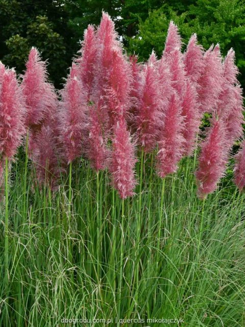 Trawa Kortaderia pampasowa (Cortaderia selloana) 'Rosea' C1 60-80CM