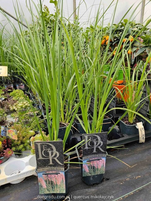 Trawa Kortaderia pampasowa (Cortaderia selloana) 'Rosea' C1 60-80CM