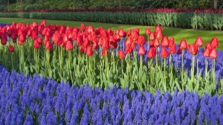 Tulipan Czerwony Darwina 'Apeldoorn' Klasyczna Odmiana XL 10SZT