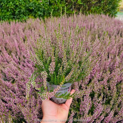 Wrzos Calluna Lily różowy P11 Garden Girls