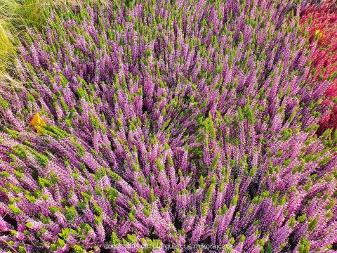 Wrzos Calluna Lily różowy P11 Garden Girls