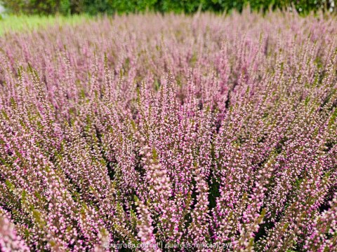 Wrzos Calluna Lily różowy P11 Garden Girls