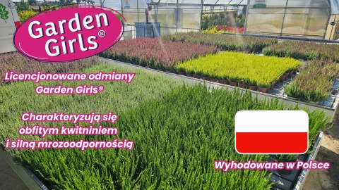 Wrzos Calluna Lily różowy P11 Garden Girls