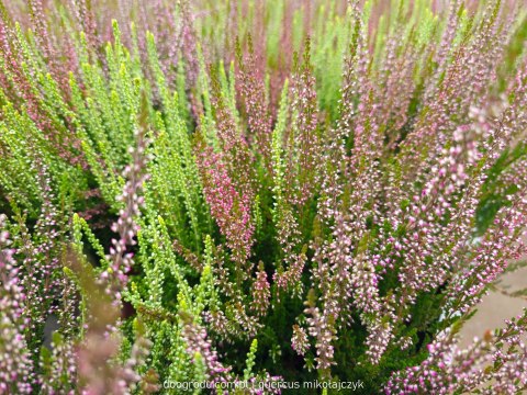 Wrzos Calluna Trio Girls, TriColor, Trzykolorowy (Martina, Madonna, Lily) P15