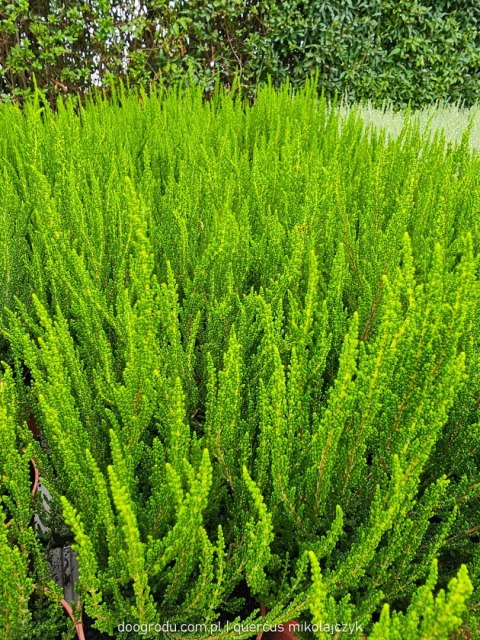 Wrzos Calluna Zelia zielony (nie kwitnie) P11 Garden Girls