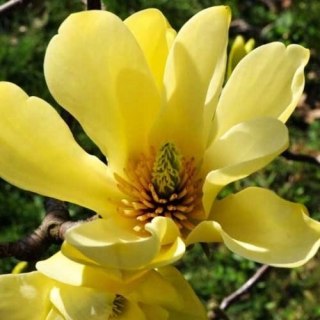 ŻÓŁTA MAGNOLIA YELLOW RIVER PRAWDZIWE ZDJĘCIA