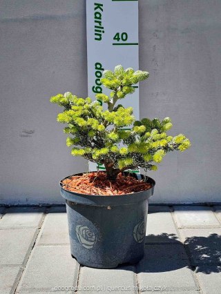 Abies koreana Jodła Koreańska 'Kohout's Icebreaker' C2,5/P18 20CM