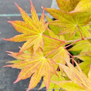 Acer shirasawanum Klon Szirasawy 'Moonrise' C3 40-60CM