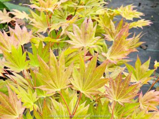 Acer shirasawanum Klon Szirasawy 'Moonrise' C3 40-60CM