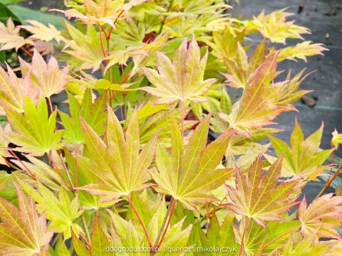 Acer shirasawanum Klon Szirasawy 'Moonrise' C3 40-60CM Acer shirasawanum Klon Szirasawy 'Moonrise' C3 40-60CM