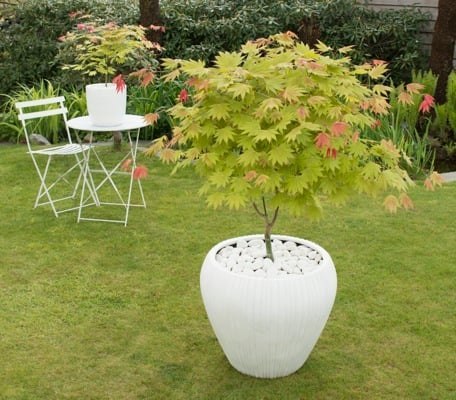 Acer shirasawanum Klon Szirasawy 'Moonrise' C3 40-60CM Acer shirasawanum Klon Szirasawy 'Moonrise' C3 40-60CM