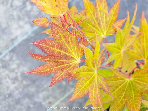 Acer shirasawanum Klon Szirasawy 'Moonrise' C3 40-60CM Acer shirasawanum Klon Szirasawy 'Moonrise' C3 40-60CM