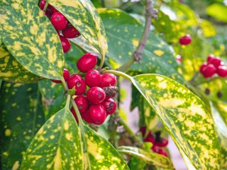 Akuba japońska Aucuba Japonica 'Variegata' Zimozielona do donic Nakrapiane liście C2 40-60CM