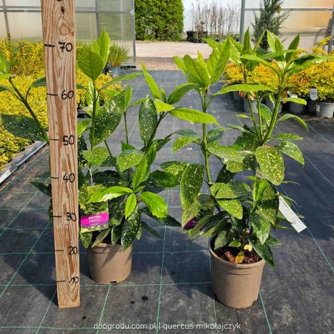 Akuba japońska Aucuba Japonica 'Variegata' Zimozielona do donic Nakrapiane liście C2 40-60CM