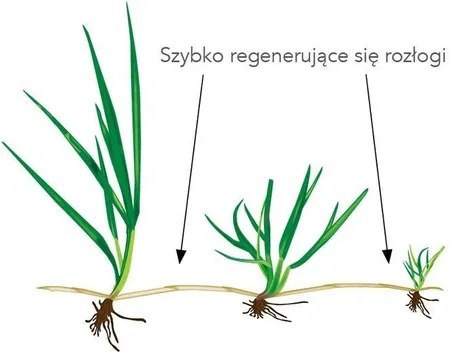 Barenbrug RPR Lawn 15kg Nasiona trawy Samoregenerująca Samozagęszczająca