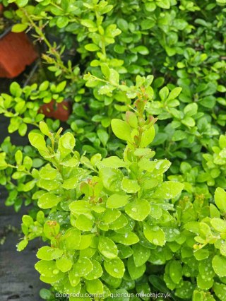 Berberys Thunberga (Berberis thunbergii) 'Green Ornament' C2