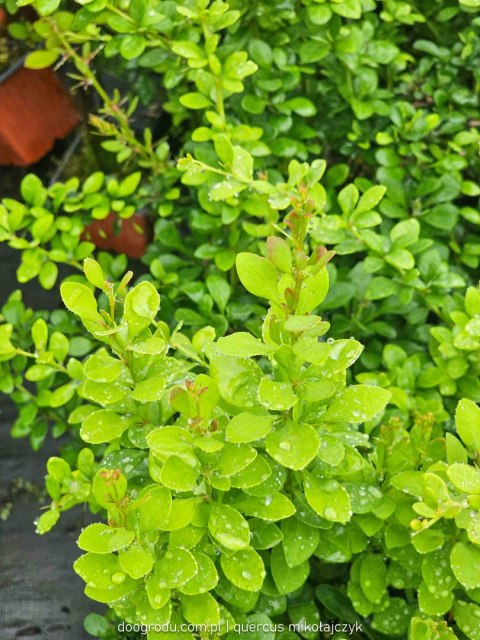 Berberys Thunberga (Berberis thunbergii) 'Green Ornament' C2 Berberys Thunberga (Berberis thunbergii) 'Green Ornament' C2