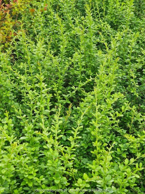 Berberys Thunberga (Berberis thunbergii) 'Green Ornament' C2 Berberys Thunberga (Berberis thunbergii) 'Green Ornament' C2