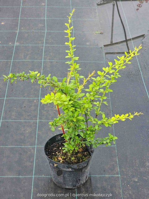 Berberys Thunberga (Berberis thunbergii) 'Green Ornament' C2 Berberys Thunberga (Berberis thunbergii) 'Green Ornament' C2