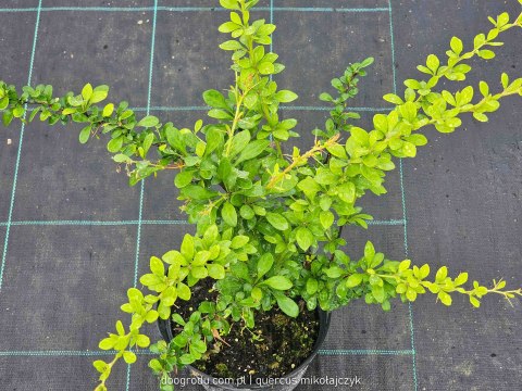 Berberys Thunberga (Berberis thunbergii) 'Green Ornament' C2 Berberys Thunberga (Berberis thunbergii) 'Green Ornament' C2