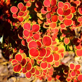 Berberys Thunberga 'Orange Sunrise'