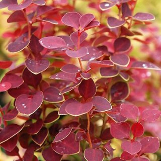 Berberys thunberga 'Coral' 20-30CM C2