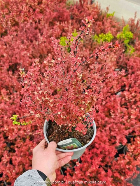 Berberys thunberga 'Coral' 20-30CM C2 Berberys thunberga 'Coral' 20-30CM C2