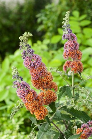 Buddleja d. 'Flower Power' C3
