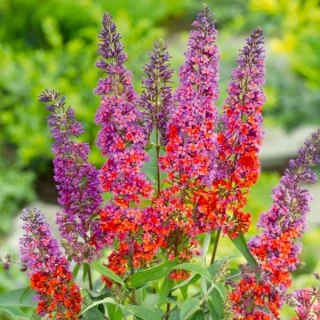 Buddleja d. 'Flower Power' C3