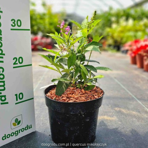 Budleja 'Butterfly Candy Little Pink' Buddleja davidii C2