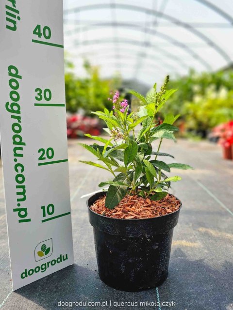 Budleja 'Butterfly Candy Little Pink' Buddleja davidii C2