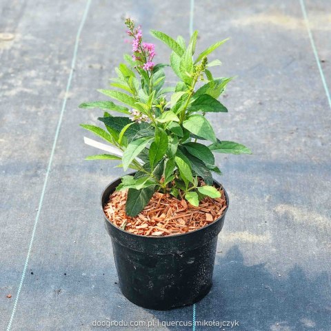 Budleja 'Butterfly Candy Little Pink' Buddleja davidii C2