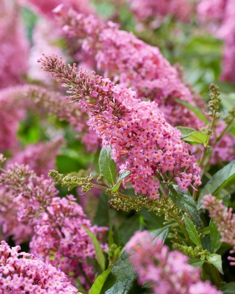 Budleja 'Butterfly Candy Little Pink' Buddleja davidii C2