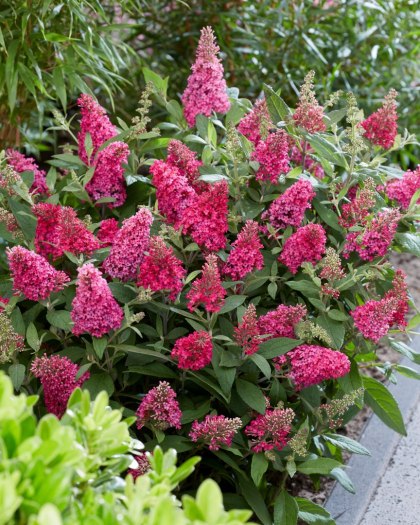 Budleja 'Butterfly Candy Little Ruby' Buddleja davidii C2