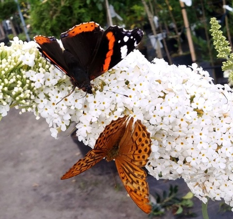 Budleja Omżyn 'White Ball' BIAŁE KWIATY, NA MOTYLE