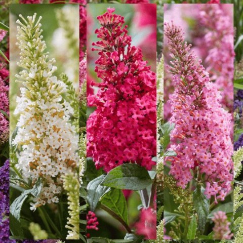 Budleja trójkolorowa 'Butterfly Candy Little Pink, Ruby, White' Buddleja davidii C2