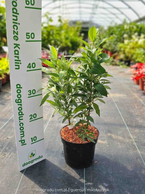 Budleja trójkolorowa 'Butterfly Candy Little Pink, Ruby, White' Buddleja davidii C2