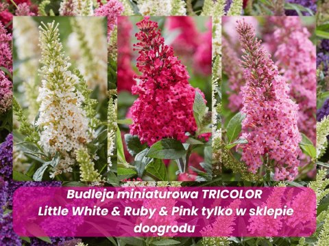 Budleja trójkolorowa 'Butterfly Candy Little Pink, Ruby, White' Buddleja davidii C2
