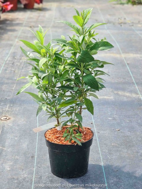 Budleja trójkolorowa 'Butterfly Candy Little Pink, Ruby, White' Buddleja davidii C2